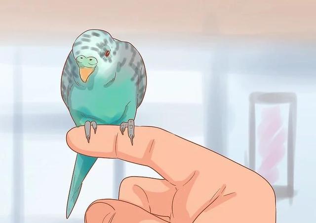教你如何与你的鹦鹉增进感情(5)