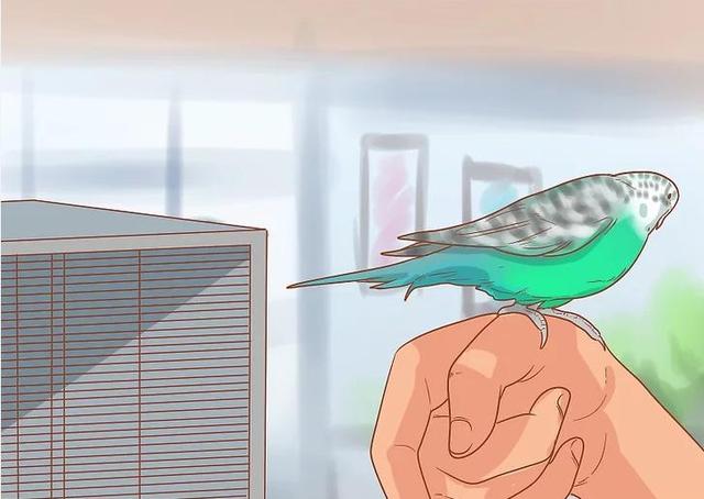 教你如何与你的鹦鹉增进感情(6)