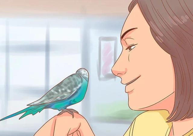 教你如何与你的鹦鹉增进感情(7)