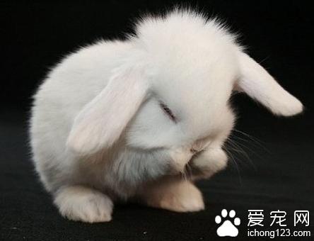 兔子一直吃会不会撑死（荷兰垂耳兔饲养要注意少量多餐）(1)