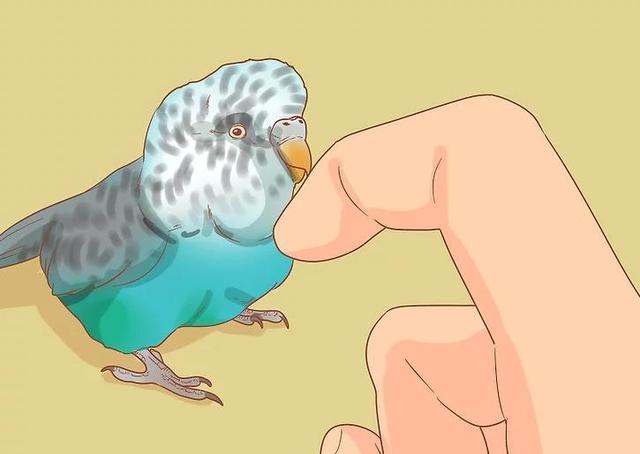 教你如何与你的鹦鹉增进感情(8)