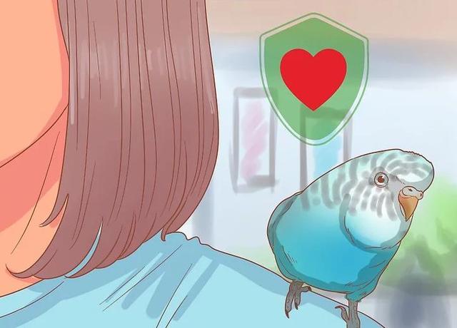 教你如何与你的鹦鹉增进感情(9)