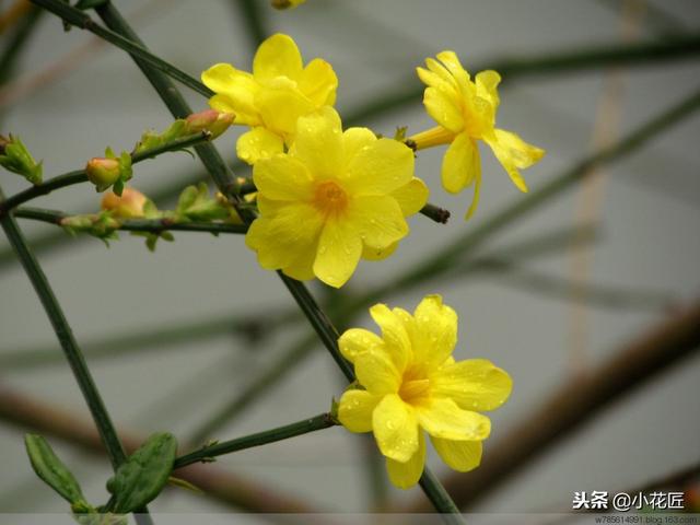 迎春花是什么季节开的（记住这一点迎春花在春节准时盛开）(2)