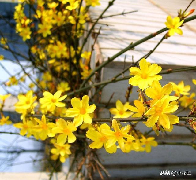 迎春花是什么季节开的（记住这一点迎春花在春节准时盛开）(3)