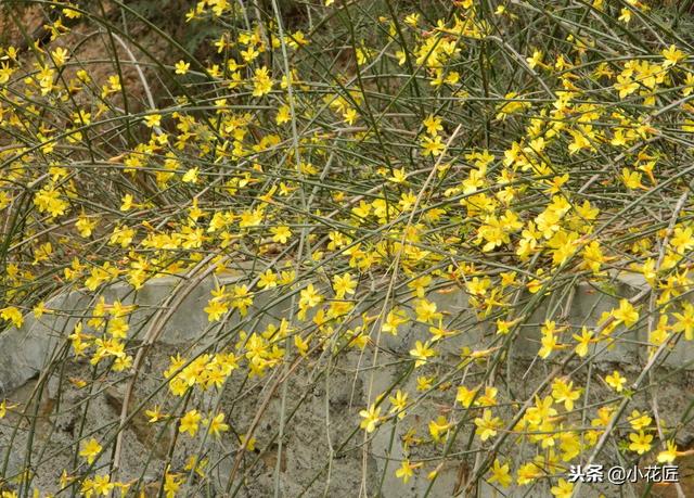 迎春花是什么季节开的（记住这一点迎春花在春节准时盛开）(4)