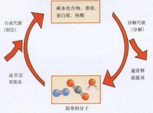 类固醇是什么东西（天使还是魔鬼健身的黑暗禁忌）(3)