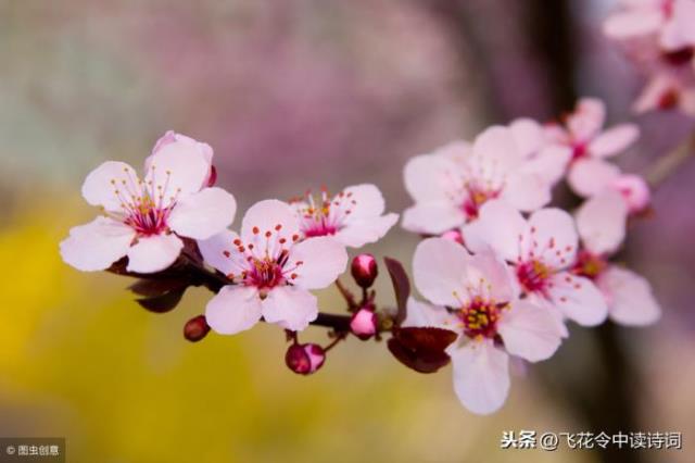 形容樱花（四月赏樱。描写樱花的16首诗词）(1)