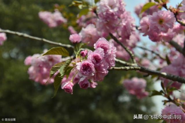 形容樱花（四月赏樱。描写樱花的16首诗词）(6)