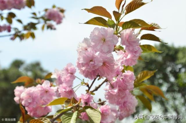 形容樱花（四月赏樱。描写樱花的16首诗词）(7)