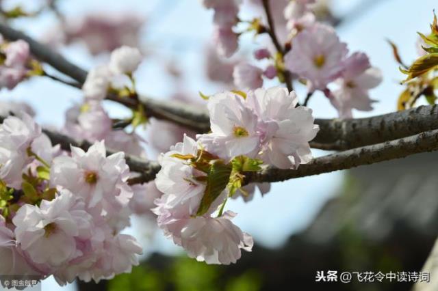 形容樱花（四月赏樱。描写樱花的16首诗词）(8)