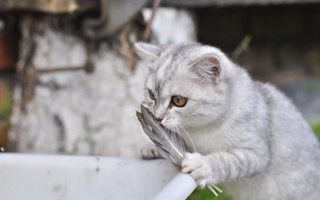 猫临死前的征兆（可能会出现这6个征兆）(4)