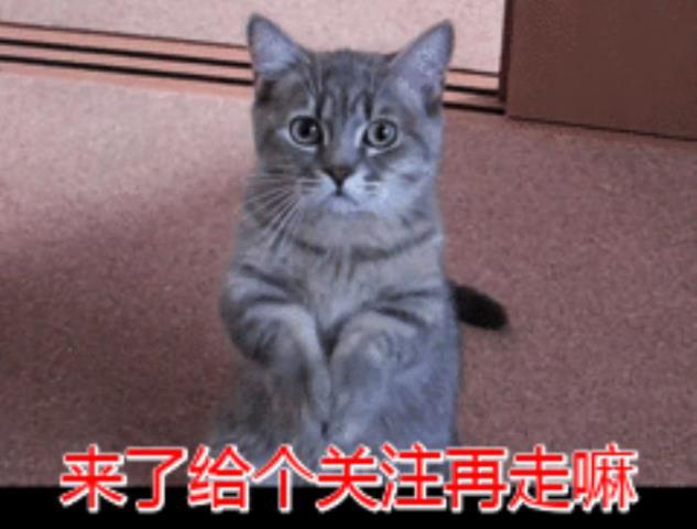 猫临死前的征兆（可能会出现这6个征兆）(8)