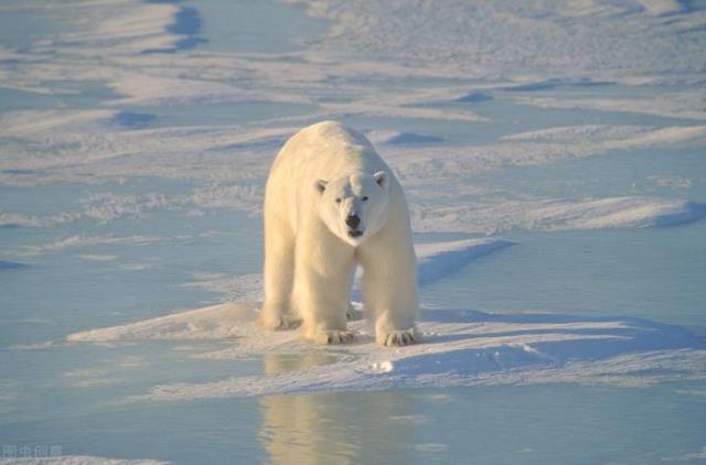 北极熊生活在哪里（为什么北极熊不生长在南极）