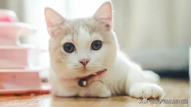 梦到猫是什么意思（猫做梦都会梦到什么）(8)