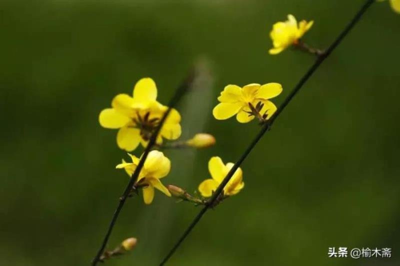 迎春花诗句大全（迎春花古诗词撷拾赏析）(1)