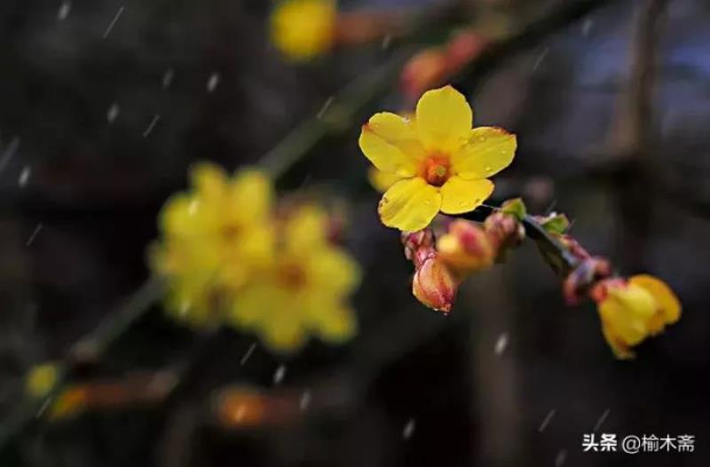 迎春花诗句大全（迎春花古诗词撷拾赏析）(11)