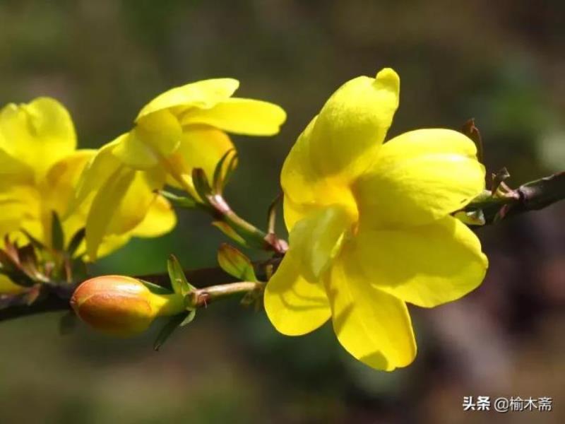 迎春花诗句大全（迎春花古诗词撷拾赏析）(12)