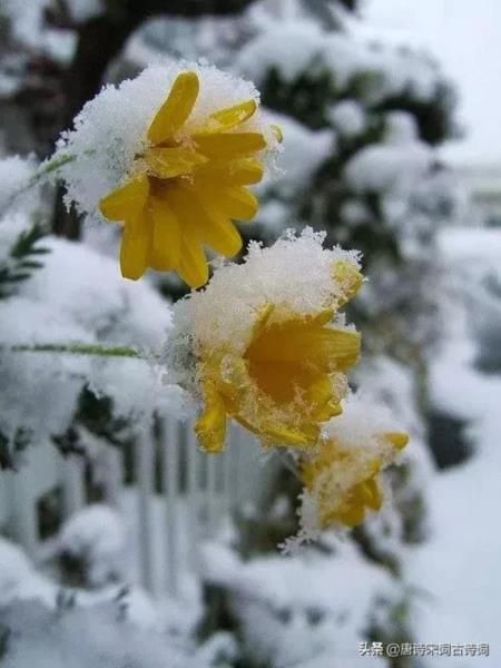 雪的唯美诗句（那些飘着雪花的诗句）(9)