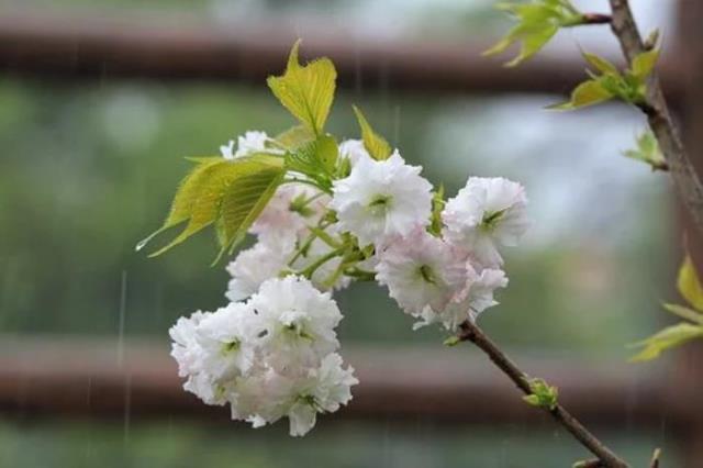 夏雨的诗句（十首古诗词中的夏雨）(7)