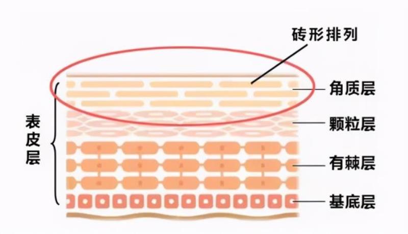 敏感性皮肤如何护理（敏感肌如何保养皮肤）(7)