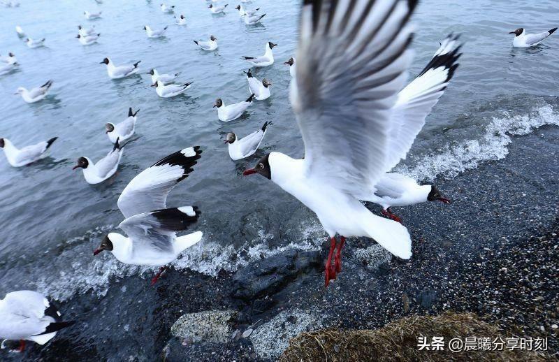 青海湖是哪里(青海湖离哪个城市近)(9)