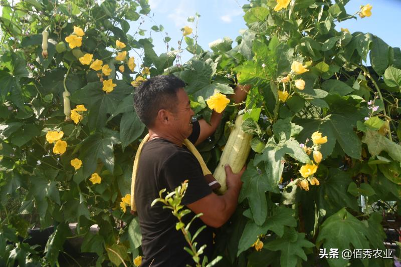 农作物种植什么赚钱（五大赚钱作物盘点）(6)