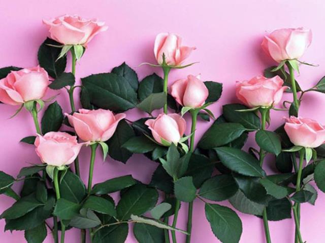 粉红色玫瑰代表什么（粉玫瑰代表什么意思）(2)