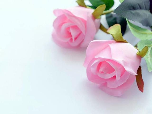 粉红色玫瑰代表什么（粉玫瑰代表什么意思）(3)