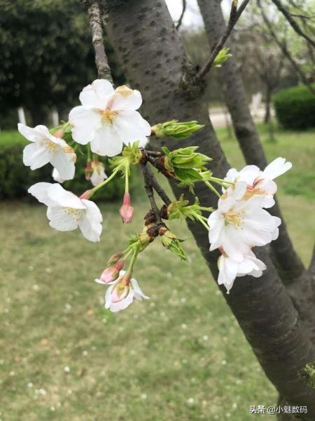 iphonex评测优缺点（iphone电池耐用排名）(16)