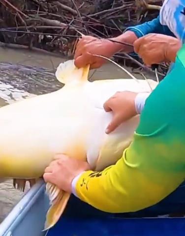 湄公河巨型鲶鱼（湄公河巨型昂刺被钓起）(2)