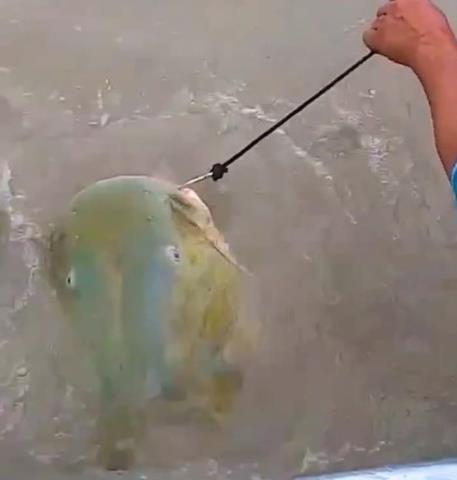 湄公河巨型鲶鱼（湄公河巨型昂刺被钓起）(3)