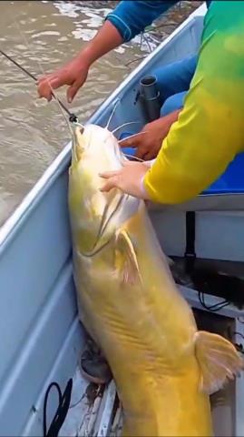 湄公河巨型鲶鱼（湄公河巨型昂刺被钓起）(4)