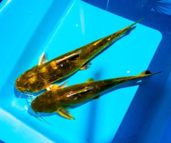 湄公河巨型鲶鱼（湄公河巨型昂刺被钓起）(5)