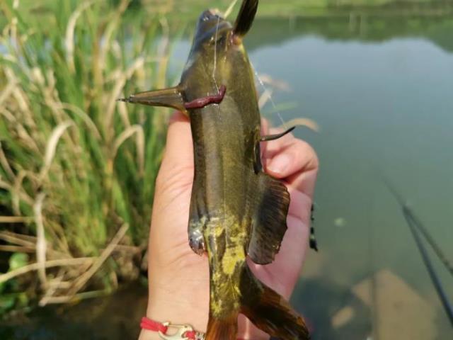 湄公河巨型鲶鱼（湄公河巨型昂刺被钓起）(6)