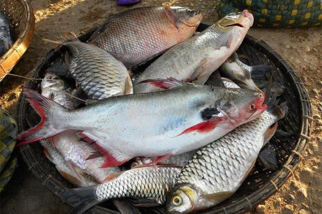 湄公河巨型鲶鱼（湄公河巨型昂刺被钓起）(11)