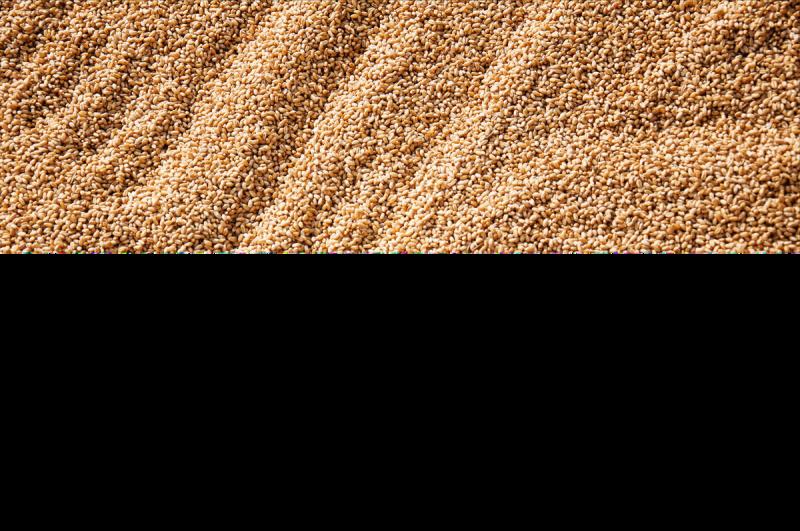 北方小麦种植技术与管理(有机小麦种植技术)(1)