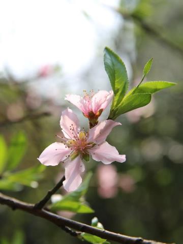 桃花有什么特点（自然散步｜没有俗气的桃花）(3)