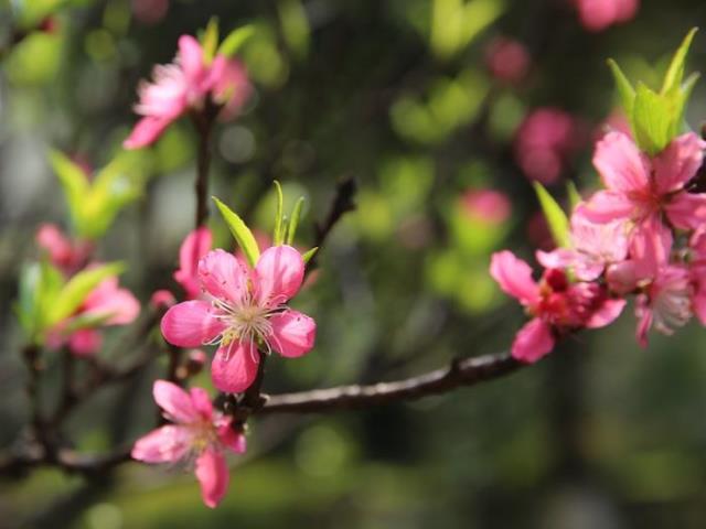 桃花有什么特点（自然散步｜没有俗气的桃花）(8)