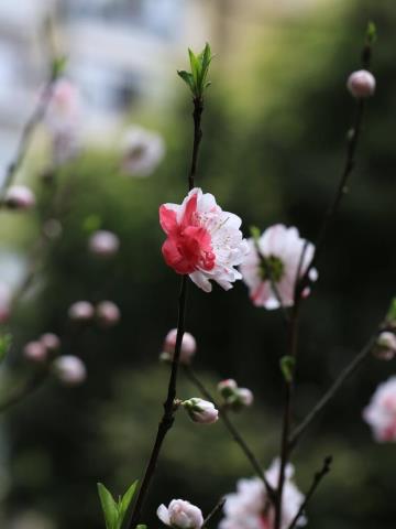 桃花有什么特点（自然散步｜没有俗气的桃花）(11)