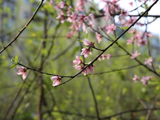 桃花有什么特点（自然散步｜没有俗气的桃花）(15)