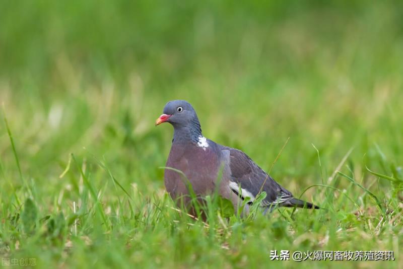 现在养鸽子利润怎么样（鸽子的养殖利润和销路）