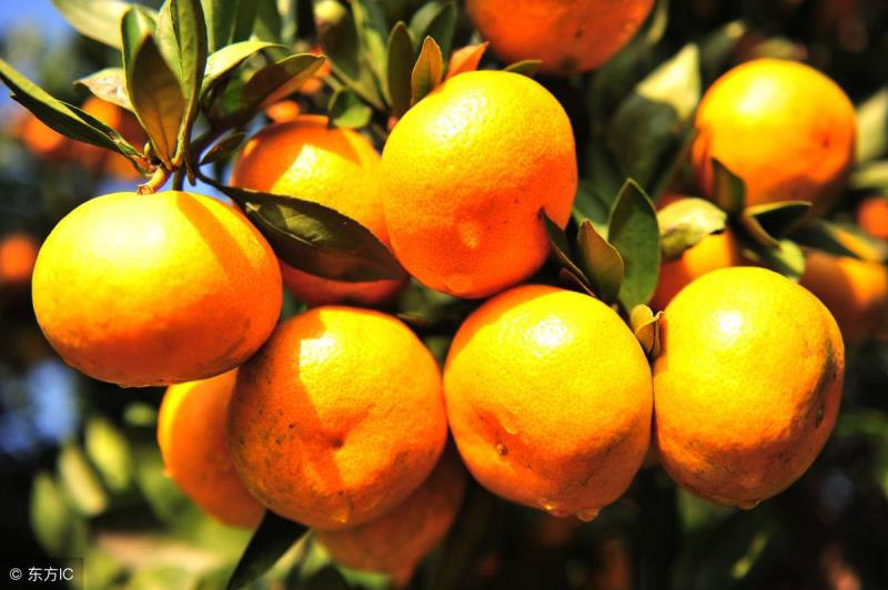 橘子多少钱一斤(桔子多少钱一斤合理)(1)