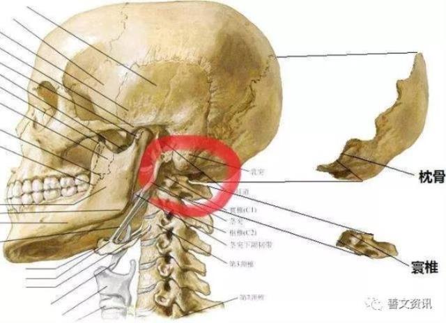 反骨是什么意思（反骨到底是个什么骨）(3)