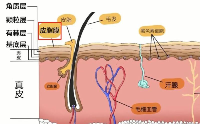 碧欧泉护肤品属于什么档次（碧欧泉男士护肤品）(10)