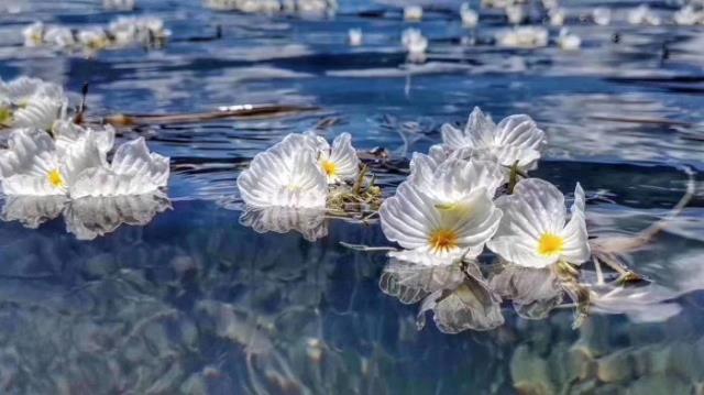 水性杨花是什么意思（她的名字叫水性杨花）(9)