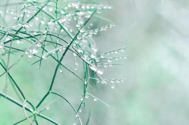 春雨图片（8首最美的春雨诗词）(3)