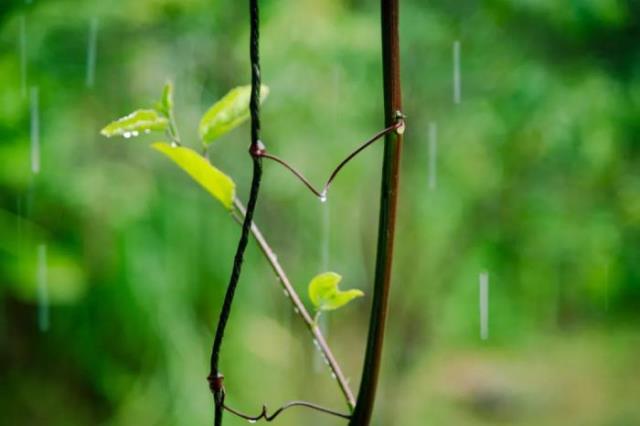 春雨图片（8首最美的春雨诗词）(6)