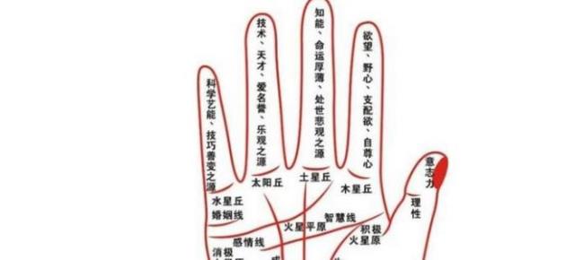 手掌纹路图解（掌纹的秘密全图解的含义介绍）(1)