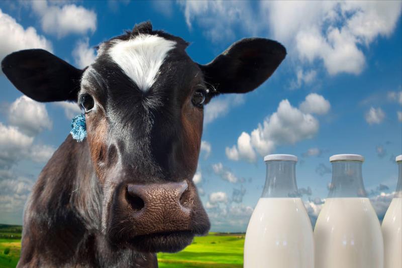 什么牌子的牛奶最好最安全（牛奶品牌推荐）(1)
