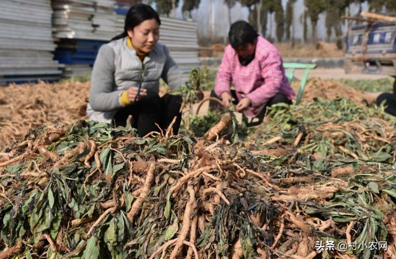 农村种植什么最赚钱（种植致富6个好项目）(5)